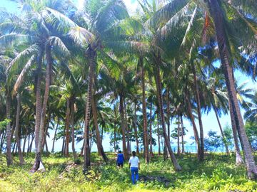 5 HECTARES BEACHFRONT PROPERTY FOR SALE IN AGDANGAN,QUEZON
