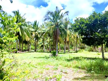 5 HECTARES BEACHFRONT PROPERTY FOR SALE IN AGDANGAN,QUEZON