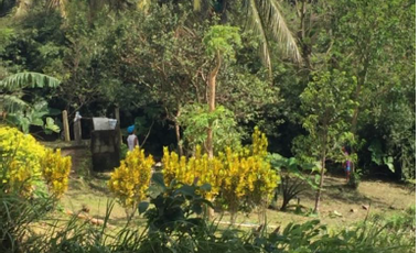 LOT FOR SALE: ~19,330.31 sqm along Tagaytay Ridge in Brgy. Iruhin, Tagaytay City