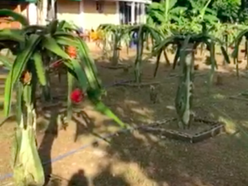 1,654 sqm Farm Lot in Indang, Cavite, FOR SALE
