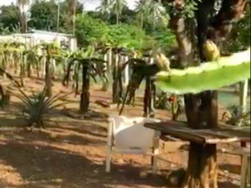 1,654 sqm Farm Lot in Indang, Cavite, FOR SALE