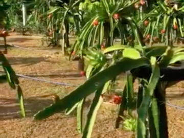 1,654 sqm Farm Lot in Indang, Cavite, FOR SALE