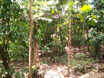 Titled house and lot in Tanauan City with wide frontage along a two way road. accessible through Tanauan exit vua Star Toll Way.