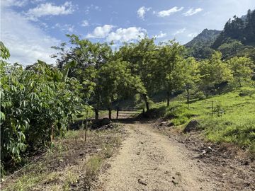 VENTA FINCA FREDONIA, SUROESTE ANTIOQUEÑO AGROPECUARIA
