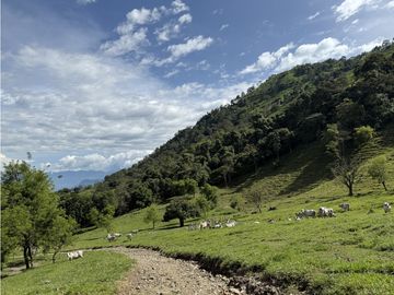 VENTA FINCA FREDONIA, SUROESTE ANTIOQUEÑO AGROPECUARIA