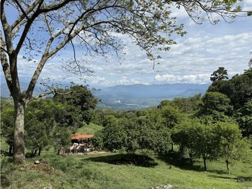 VENTA FINCA FREDONIA, SUROESTE ANTIOQUEÑO AGROPECUARIA