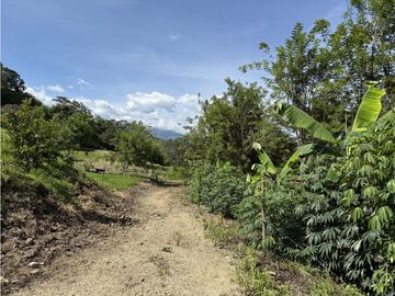 VENTA FINCA FREDONIA, SUROESTE ANTIOQUEÑO AGROPECUARIA