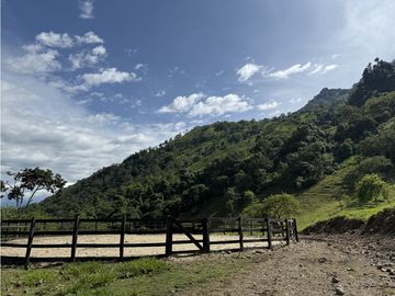 VENTA FINCA FREDONIA, SUROESTE ANTIOQUEÑO AGROPECUARIA