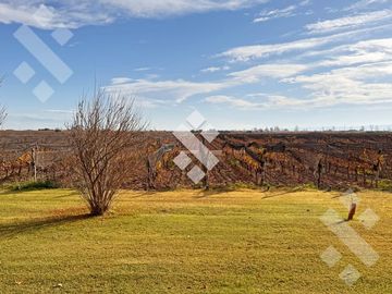 En Venta, Finca En Ugarteche, Lujan de Cuyo, Mendoza