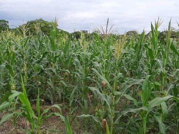 Hacienda en venta 150HA. - Cerecita - Prov del Guayas