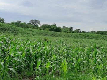 Hacienda en venta 150HA. - Cerecita - Prov del Guayas