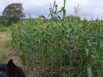 Hacienda en venta 150HA. - Cerecita - Prov del Guayas