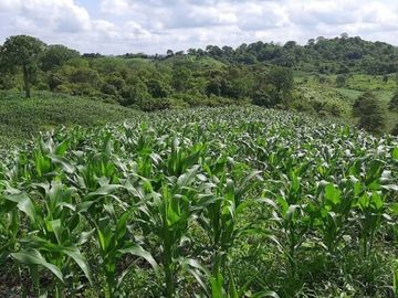 Hacienda en venta 150HA. - Cerecita - Prov del Guayas