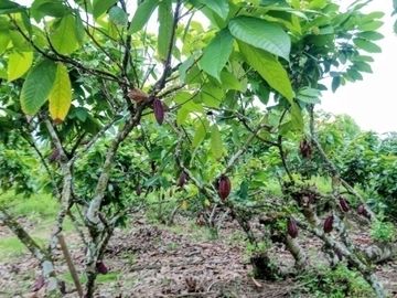 Venta hacienda 33 hectáreas - Banano y cacao - Prov. El Oro - Ecuador