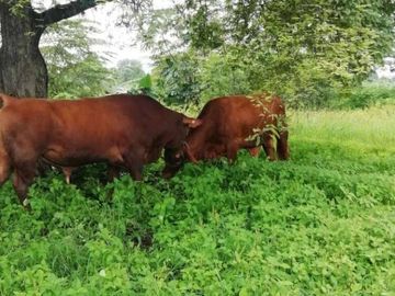 HACIENDA EN VENTA 34.5 HECTAREAS - 19HAS. ARROZ / 1HA. CACAO-CANTÓN COLIMES
