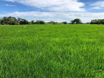 HACIENDA EN VENTA 34.5 HECTAREAS - 19HAS. ARROZ / 1HA. CACAO-CANTÓN COLIMES