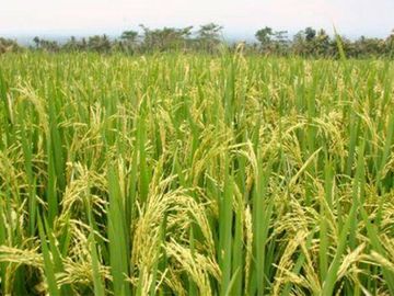 HACIENDA EN VENTA 34.5 HECTAREAS - 19HAS. ARROZ / 1HA. CACAO-CANTÓN COLIMES