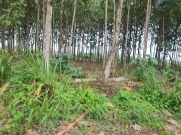 Venta Hacienda Ideal Para Cultivo de Banano, Cacao 145ha - La Troncal