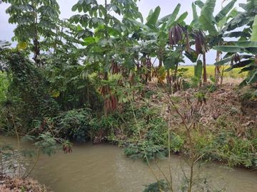 Venta Hacienda Ideal Para Cultivo de Banano, Cacao 145ha - La Troncal