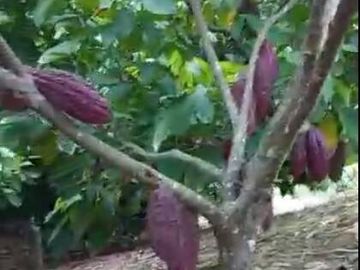 EN VENTA FINCA DE 1 HECTAREA - CERECITA - PROV. DEL GUAYAS