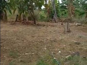 EN VENTA FINCA DE 1 HECTAREA - CERECITA - PROV. DEL GUAYAS