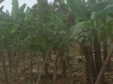 EN VENTA FINCA DE 1 HECTAREA - CERECITA - PROV. DEL GUAYAS