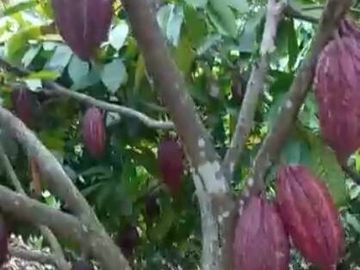 EN VENTA FINCA DE 1 HECTAREA - CERECITA - PROV. DEL GUAYAS
