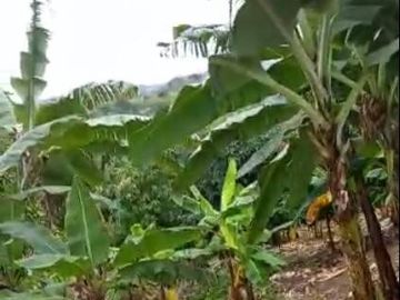 EN VENTA FINCA DE 1 HECTAREA - CERECITA - PROV. DEL GUAYAS