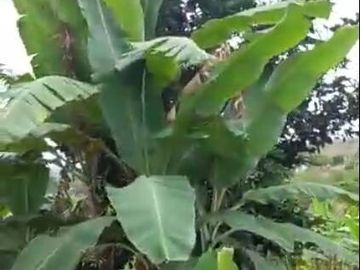 EN VENTA FINCA DE 1 HECTAREA - CERECITA - PROV. DEL GUAYAS