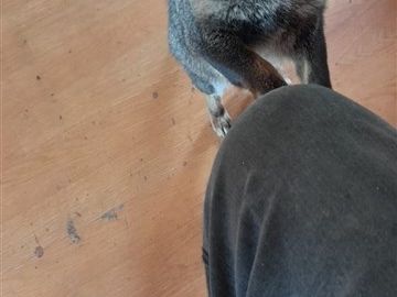 Casa en Venta en A 1 hora de Ancud, Chiloé