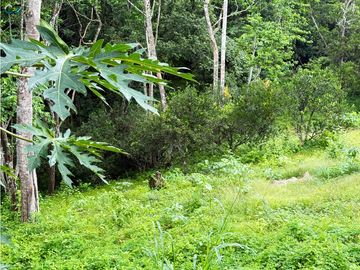 Venta de finca en La Chorrera vía nuevo emperador.