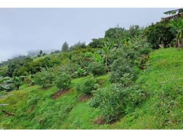 Venta Finca en Abejorral o cambio área Metropolitana