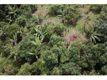 Venta Finca en Abejorral o cambio área Metropolitana
