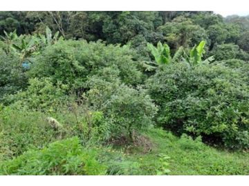 Venta Finca en Abejorral o cambio área Metropolitana