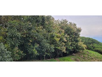 Venta finca en Venecia en el suroeste Antioqueño