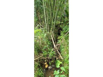 Venta finca en Venecia en el suroeste Antioqueño