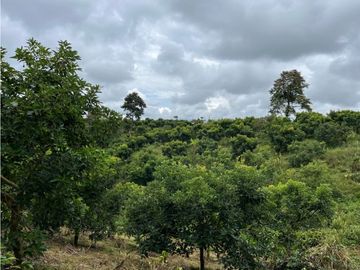 FINCA SEMBRADA CON 1700 RBOLES DE AGUACATE