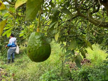 FINCA SEMBRADA CON 1700 RBOLES DE AGUACATE