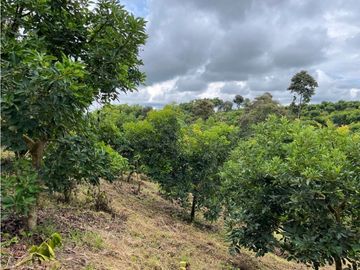 FINCA SEMBRADA CON 1700 RBOLES DE AGUACATE