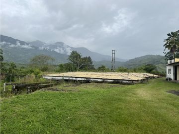 VENTA FINCA PRODUCTIVA EN CALARCA QUINDIO
