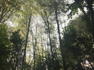 Terreno Construccion  en Venta en Reserva Biológica Huilo Huilo