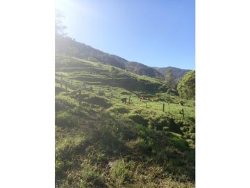 FINCA PRODUCTIVA EN VENTA TENERIFE EL CERRITO VALLE  254 Hectáreas