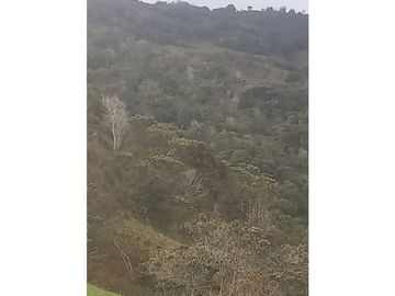 FINCA PRODUCTIVA EN VENTA TENERIFE EL CERRITO VALLE  254 Hectáreas