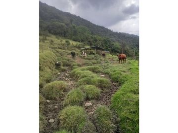 FINCA PRODUCTIVA EN VENTA TENERIFE EL CERRITO VALLE  254 Hectáreas