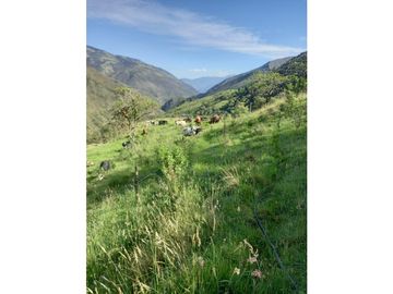 FINCA PRODUCTIVA EN VENTA TENERIFE EL CERRITO VALLE  254 Hectáreas