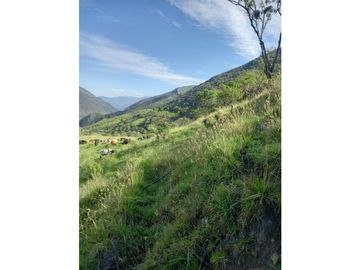 FINCA PRODUCTIVA EN VENTA TENERIFE EL CERRITO VALLE  254 Hectáreas