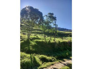 FINCA PRODUCTIVA EN VENTA TENERIFE EL CERRITO VALLE  254 Hectáreas