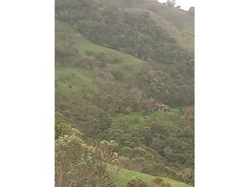 FINCA PRODUCTIVA EN VENTA TENERIFE EL CERRITO VALLE  254 Hectáreas