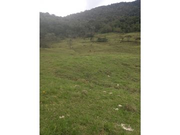 FINCA PRODUCTIVA EN VENTA TENERIFE EL CERRITO VALLE  254 Hectáreas