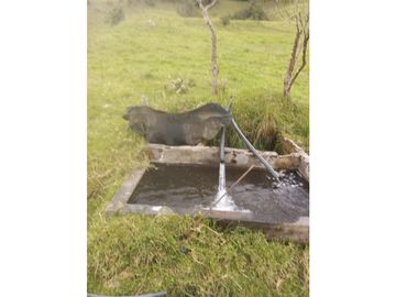 FINCA PRODUCTIVA EN VENTA TENERIFE EL CERRITO VALLE  254 Hectáreas